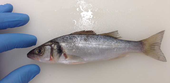 robalo