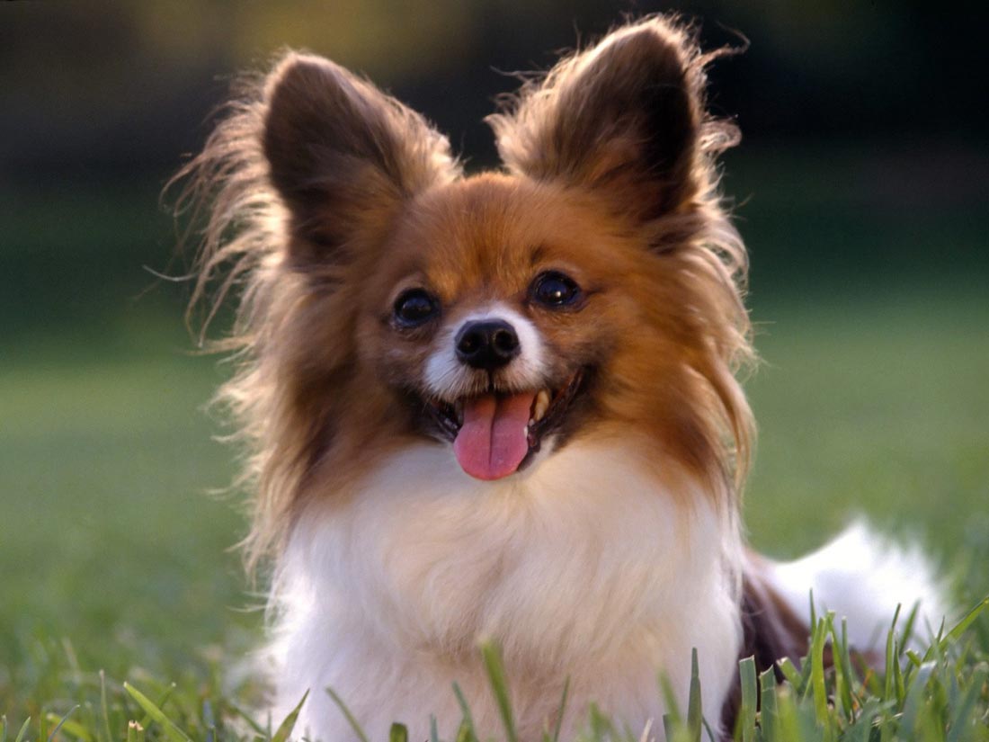 caes-papillon