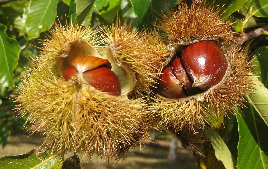 castanheiro