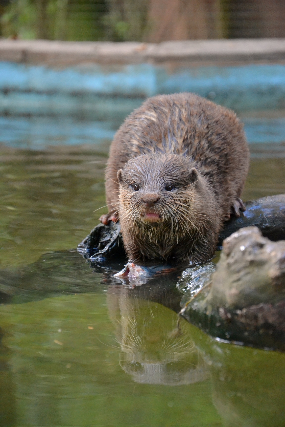 lontra macho Nico
