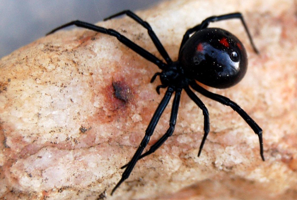 aranhas