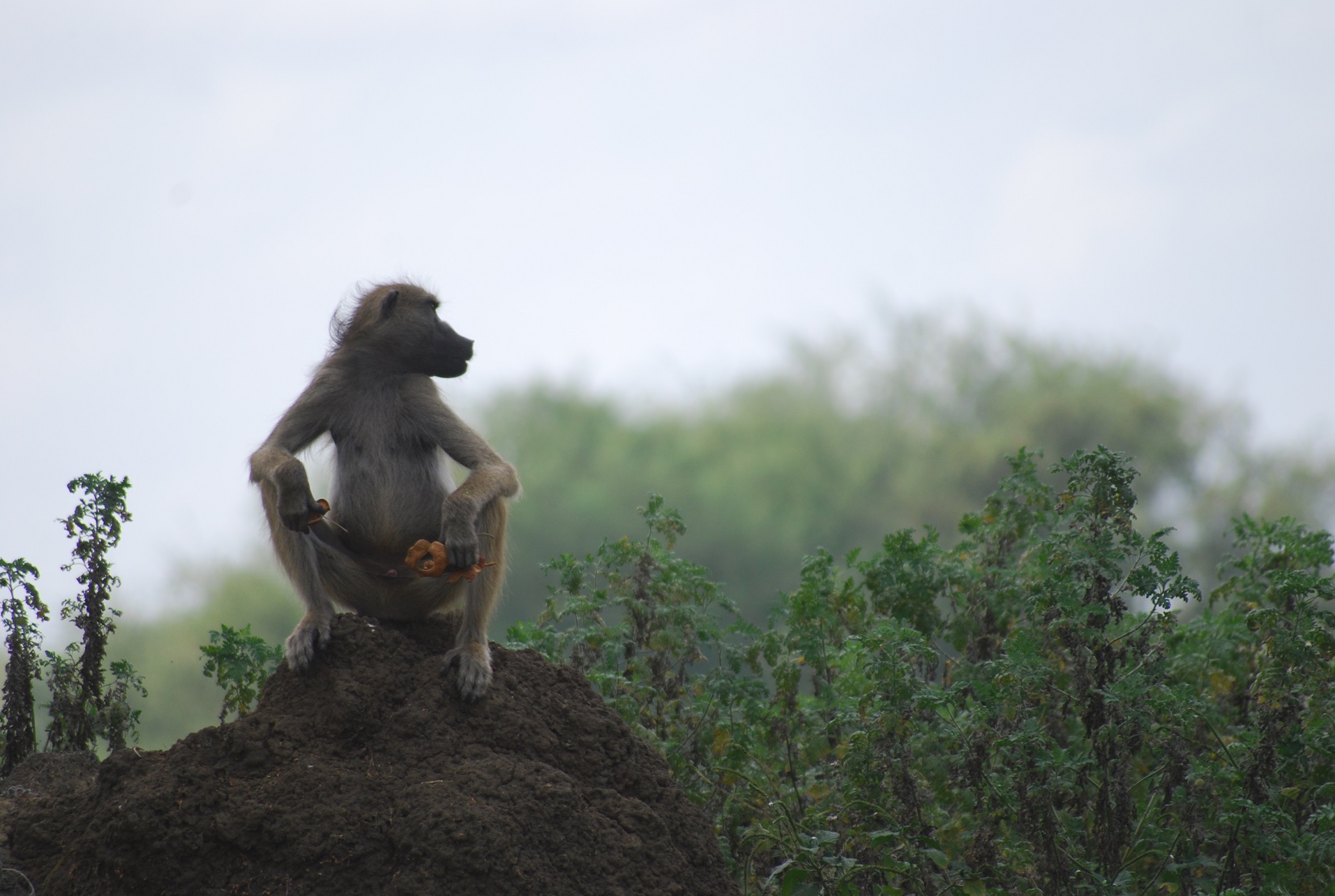 Parque Gorongosa_1