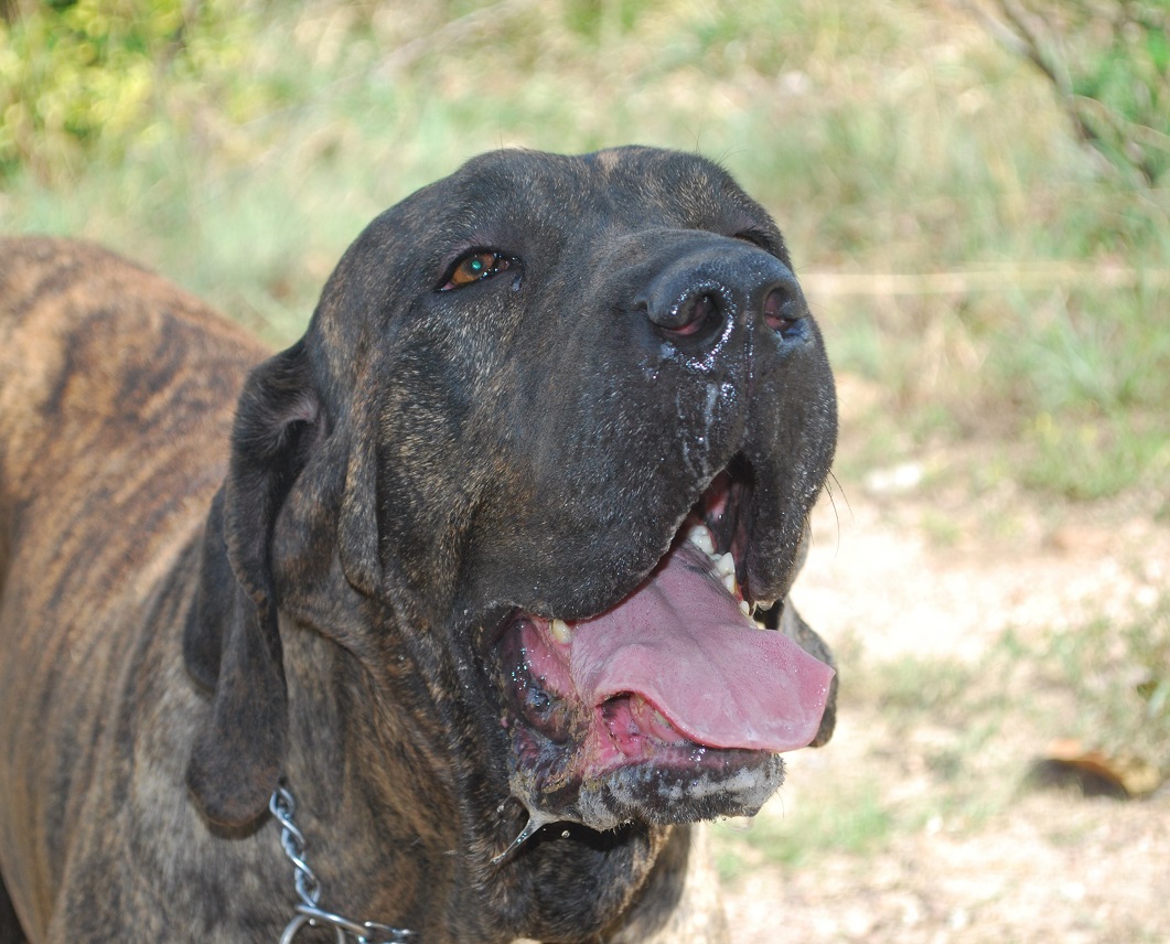 cão de fila brasileiro