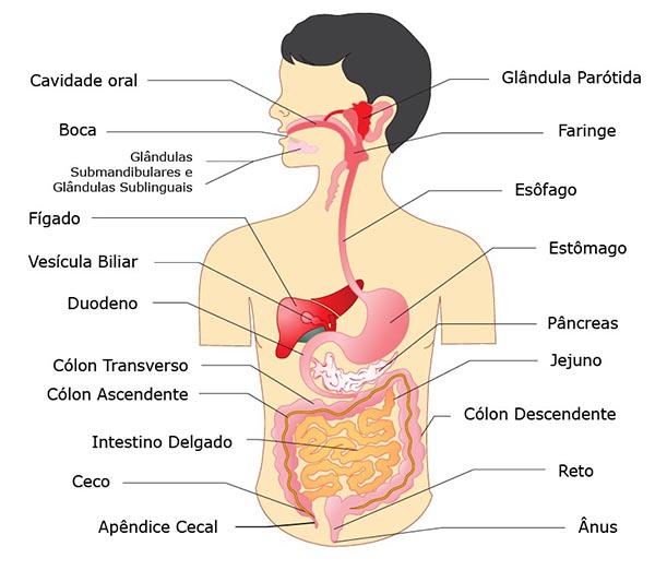 https://www.noticiasdecoimbra.pt/wp-content/uploads/2020/05/digestivo.jpg