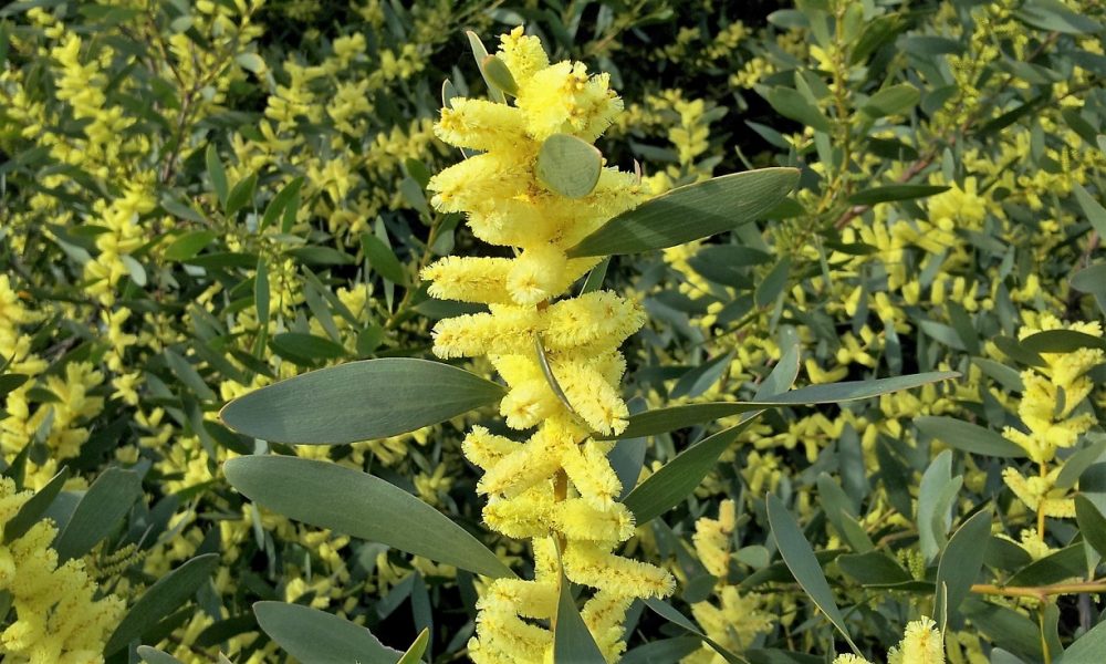 Investigadores de Coimbra concluem que inseto da Austrália reduz significativamente o potencial invasor da acácia-de-espigas em Portugal