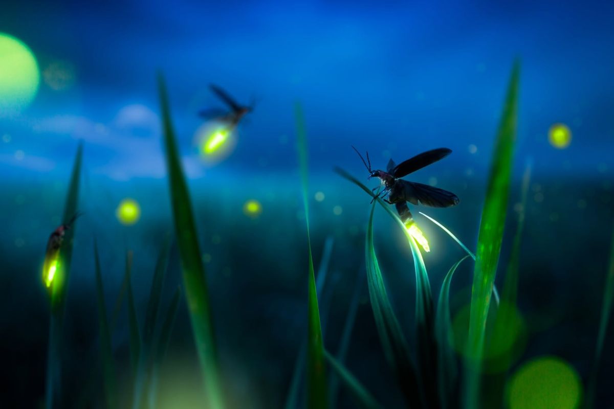 Fireflies in Portugal: Biodiversity, Threats and Conservation