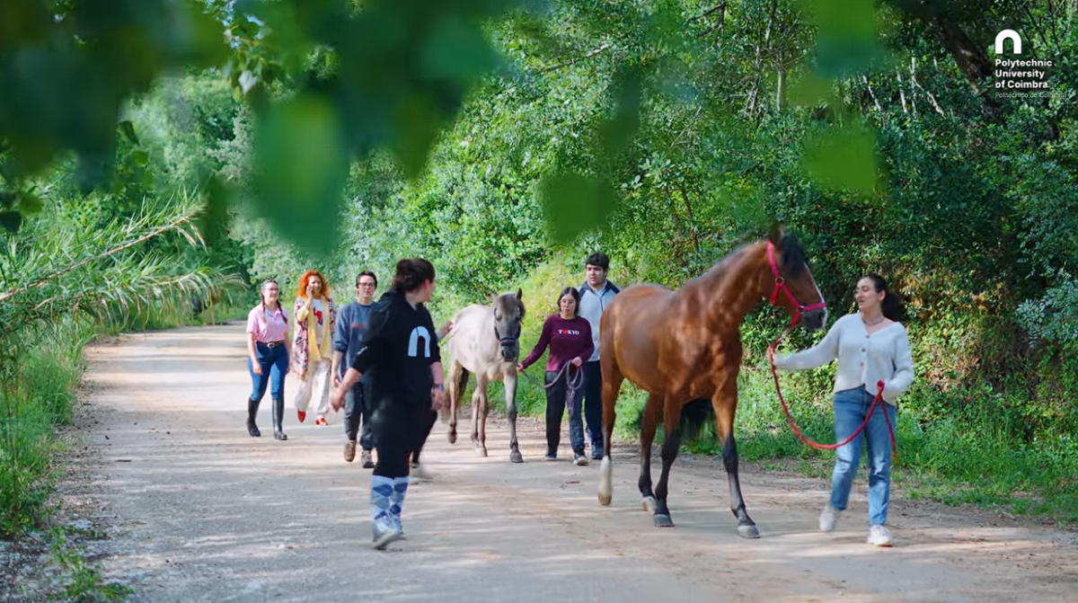 Projeto do Politécnico de Coimbra usa cavalos a reduzir ansiedade e a melhorar a saúde mental dos estudantes
