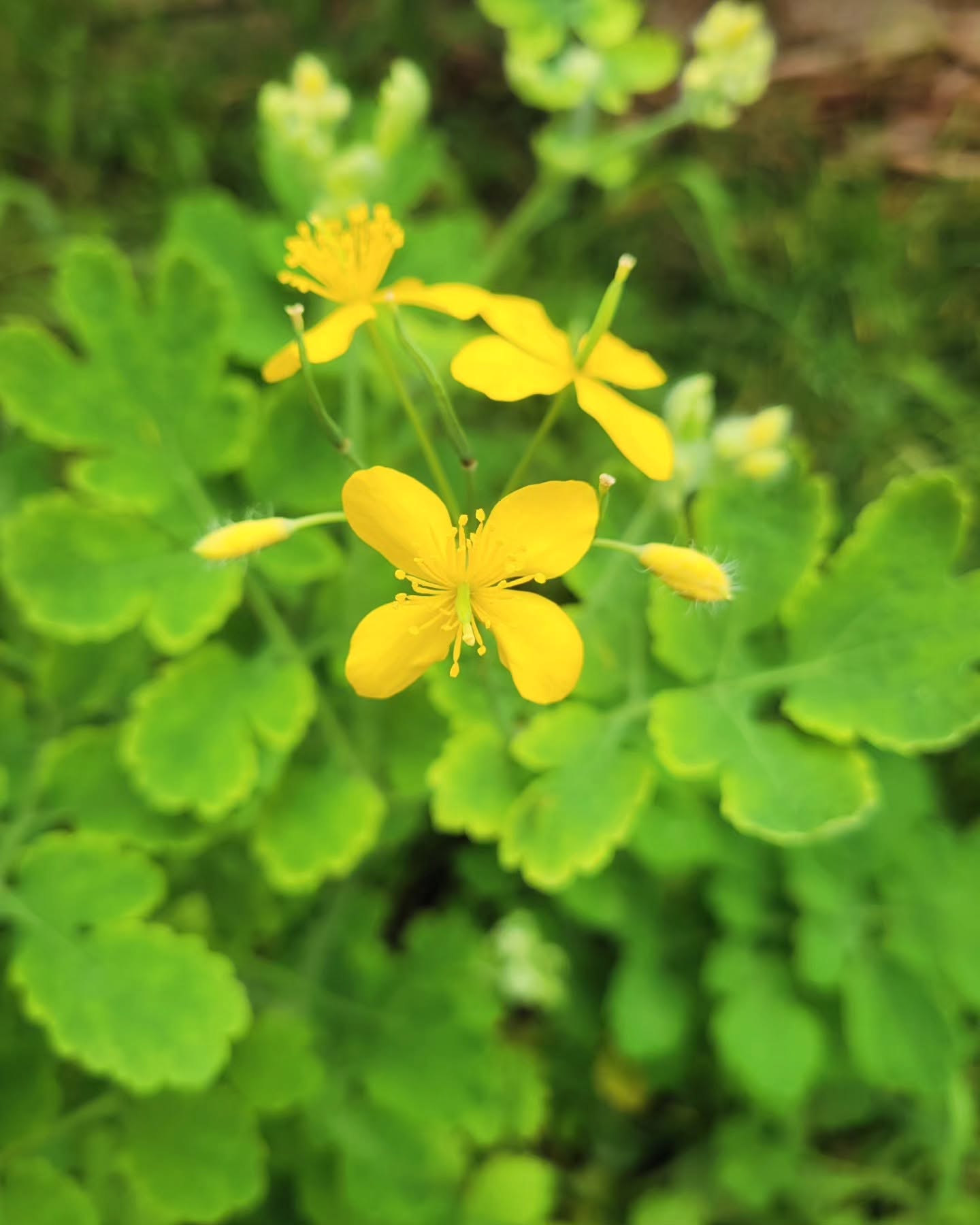 Who Cares for the City? — A Conversation at the Garden